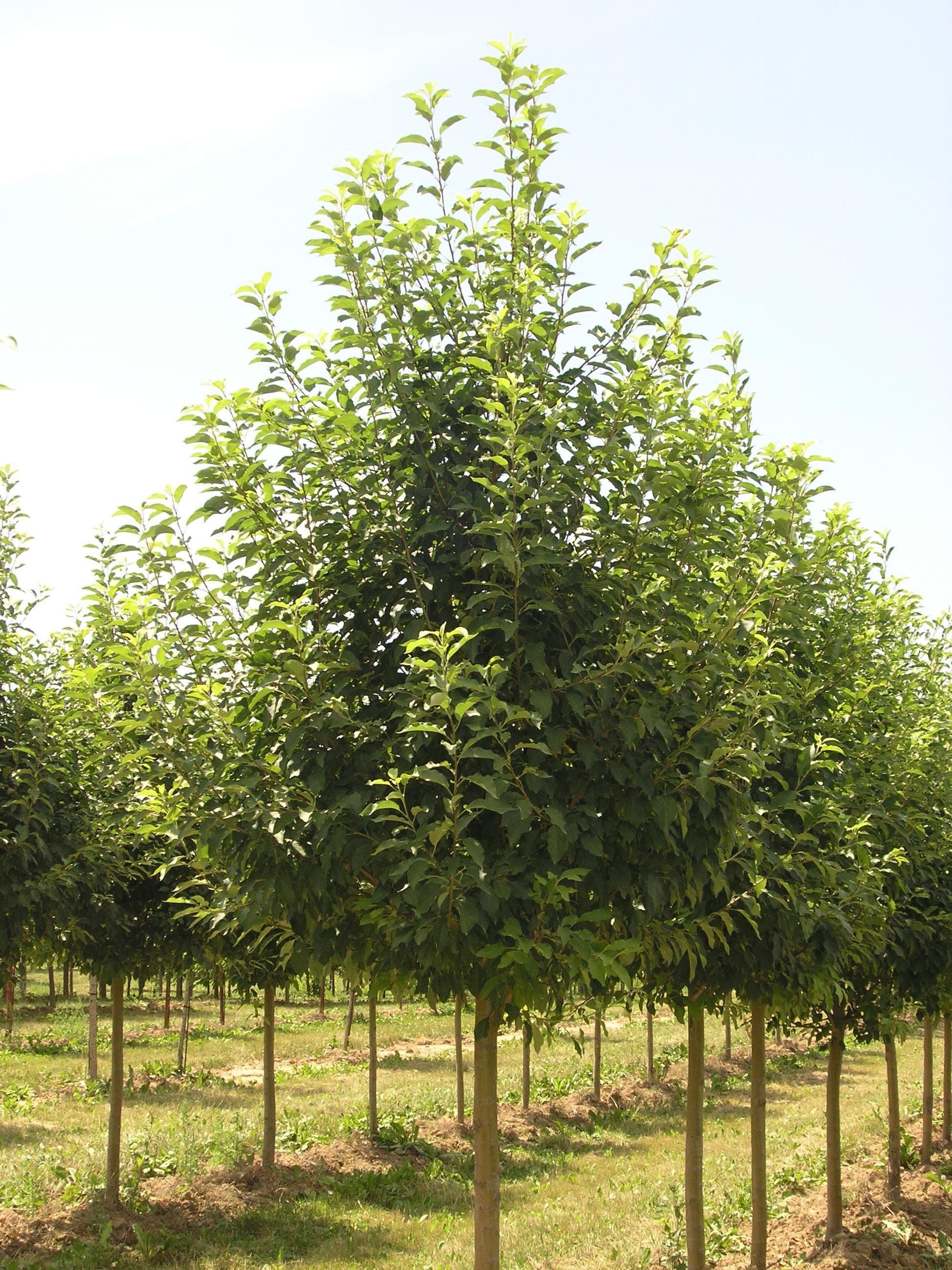 Malus ‘Spring Snow’